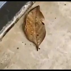 Orange oakleaf beautiful insect butterfly looks like a dry leaf video viral