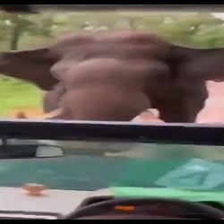 wild elephant trying to attack tourists safari jeep shocking video viral