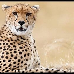 Cheetahs In India: how cheetahs ended in India in viral video of year 1939