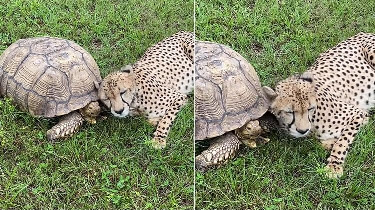 Cheetah and turtle love will win your heart, watch cute video of cheetah