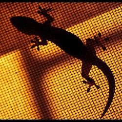 chipkali bhagane ke upay How to Get Rid of Lizards from Home In Hindi