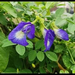 Aprajita Ke Fool Ke Upaye Know The Benefits Of Aprajita Flower For Health In Hindi