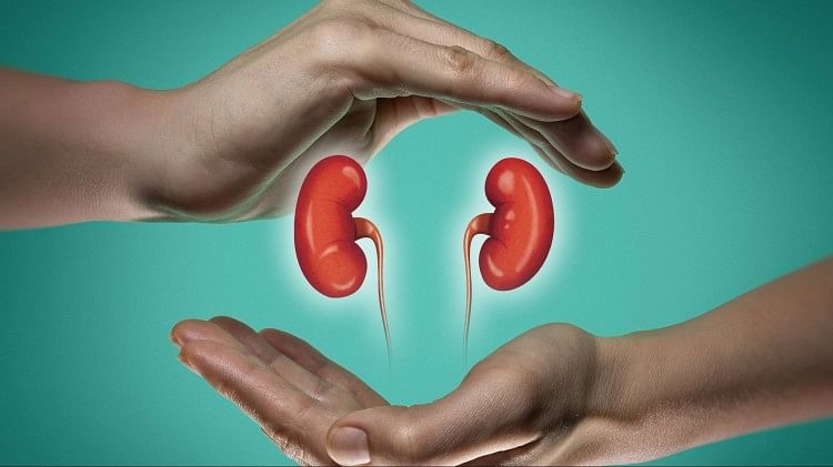 Kidney