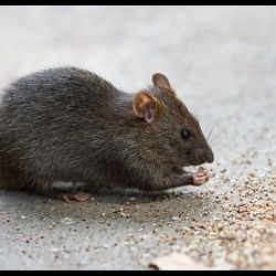 Chuhe Bhagane ke Gharelu Upay Home Remedies To Get Rid Of Rats