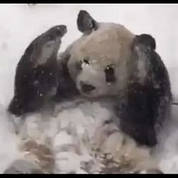 Cute Panda Video: Panda playing and having fun in the snow won the hearts of people