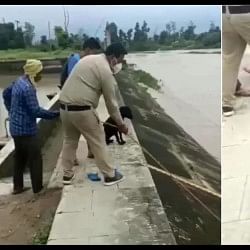 Man saved dogs Life by risking his life video went viral on social media