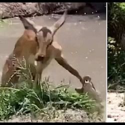 Viral Video: Deer Saved From Crocodile But Hunted By Leopard After A Moment