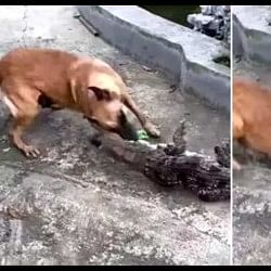 Dog and crocodile fight video viral on social media