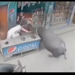 Buffalo Attack Viral Video: Old man was picked up by the horn and thrashed