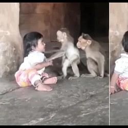 Child playing with monkeys cute video going viral on social media