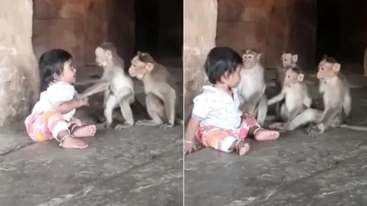 बंदरों के साथ खेलते बच्चे का वायरल वीडियो