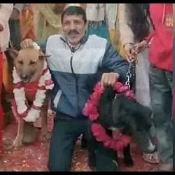 unique wedding dog tommy and jelly married in aligarh uttar pradesh Video Viral