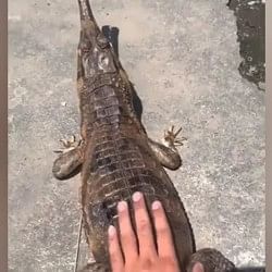 Crocodile Attack Video: Alligator attack man video viral on social media