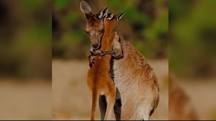 कंगारू और उसके बच्चे के इस वीडियो ने लोगों कर दिया इमोशनल