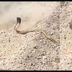 King Cobra Attack Video: man missed the target while shooting cobra