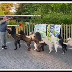 Conga Dance Video: 14 dogs did amazing conga dance made guinness world record