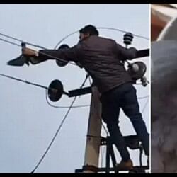 heartwarming video man rescues pigeon stuck on electric pole and saved the life