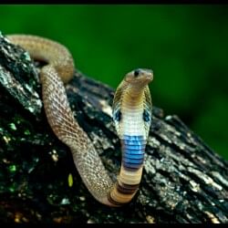 Ajab-Gajab: Why are there no snakes in Ireland? know the reason behind it