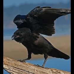 black crow bite after men lieing know what is the truth