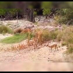 Tiger Viral Video:  tiger chasing a deer watch how luckiest deer dodged the tiger
