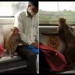 Delhi Metro Viral Video Monkey taking ride in Delhi metro