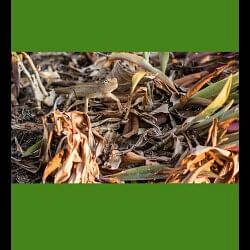 optical Illusion Spot the hidden Chamaeleon in the picture within 5 seconds