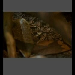 optical Illusion image Spot the hidden snake in the picture
