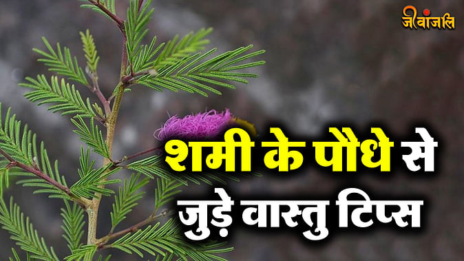 Vastu Tips For Shami Plant