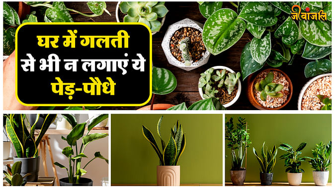 Plant Tips For Home