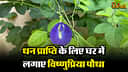 Aparajita Plant benefit: