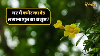 कनेर का पौधा
