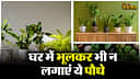 Unluck Plants for Home