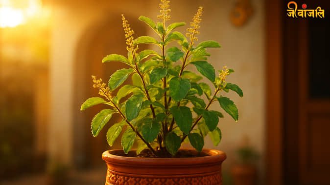Tulsi Vastu Tips