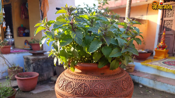 Tulsi Vastu Tips
