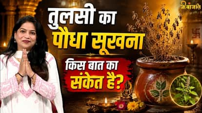 tulsi importance