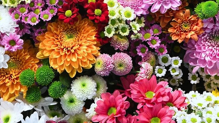 इन फूलों को लगाकर लाई जा सकती है पति पत्नी के बीच मिठास 
