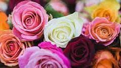Valentines Day :  राशि के अनुसार गुलाब देकर करें अपने वैलेंटाइन को बनाएं स्पेशल