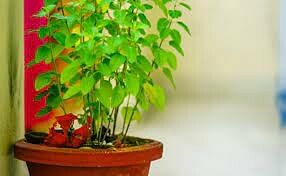 Tulsi Upay: तुलसी का पौधा लगाते समय करें इन नियमों का पालन, किस्मत कभी साथ नहीं छोड़ेगी