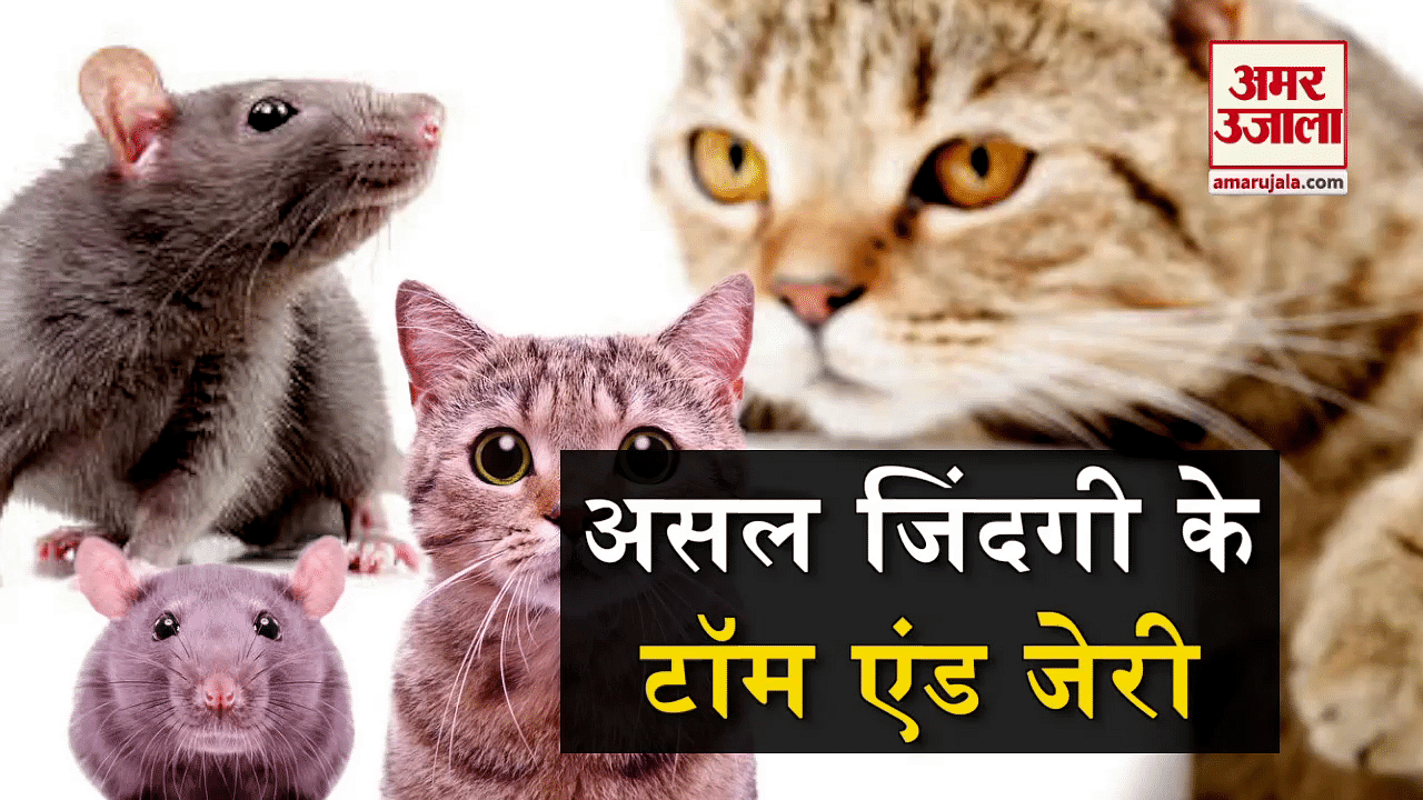 चूहे-बिल्ली की दुश्मनी तो सुनी होगी, अब देख भी लीजिए - Real Life Tom And  Jerry Viral Videos- Amar Ujala Hindi News Live