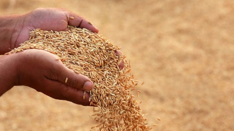 Centre Sets Rice Procurement Target At 46.34 Million Tonnes For 2025-26 ...
