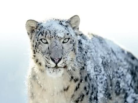 Snow Leopard Is Endangered In Himachal Pradesh ह म चल म र ज य पश क वज द पर म डर य बड खतर Amar Ujala Hindi News Live