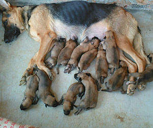 German Shepherd Bitch Give Birth To 15 Puppies गजब जर मन श फर ड क त य न जन म 15 प ल ल Amar Ujala Hindi News Live