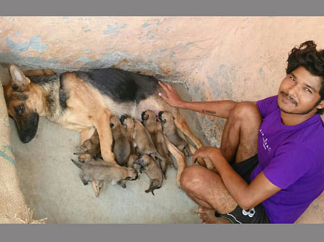 German Shepherd Bitch Give Birth To 15 Puppies गजब जर मन श फर ड क त य न जन म 15 प ल ल Amar Ujala Hindi News Live