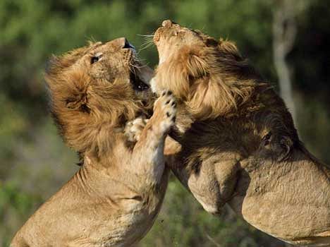 Lion Fight For A Lioness - हे भगवान! शेरनी के लिए दो शेर ऐसे हो गए खून-खून  - Amar Ujala Hindi News Live